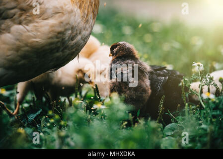 Henne mit Küken ihr Baby zu Fuß auf dem Gras auf der Suche nach Insekten auf einem Bauernhof Stockfoto