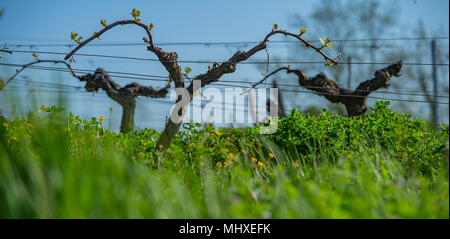 Neue Bugs und Blätter sprießen Anfang Frühling auf einem Trellised Rebe in Bordeaux Weinberg wächst Stockfoto