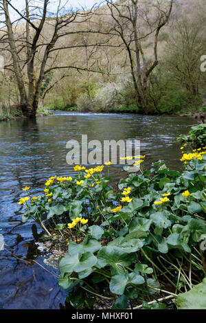 Marsh Ringelblumen neben dem Fluss Dove, Dovedale, Nationalpark Peak District, Derbyshire Stockfoto
