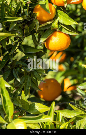 Reife saftige orange mandarin auf einem Baum Stockfoto