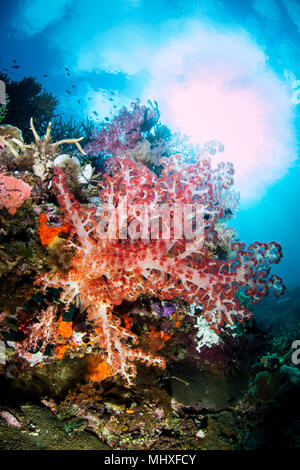 Schöne Weichkorallen wachsen auf Riff drop-off in Raja Ampat, Indonesien. Dieser tropischen Region ist für seine unglaubliche Artenvielfalt des Meeres bekannt. Stockfoto