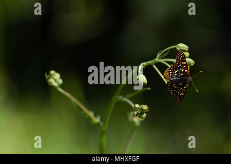 Checkerspot Butterfly mit geringer Tiefenschärfe und kopieren Sie Platz im Rahmen. Stockfoto