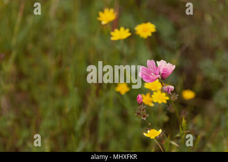 Kalifornien Wildblumen Saison 2018 Stockfoto