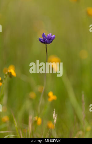 Kalifornien Wildblumen Saison 2018 Stockfoto