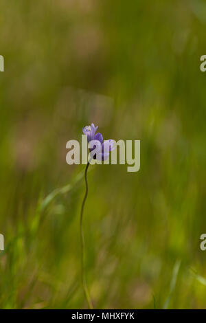 Kalifornien Wildblumen Saison 2018 Stockfoto