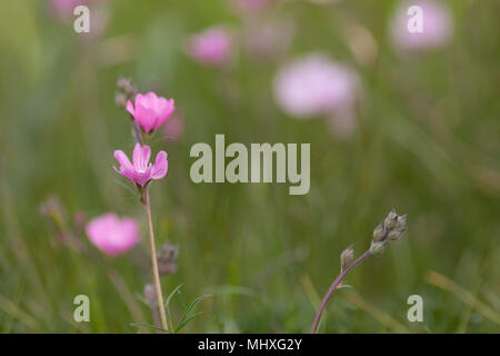 Kalifornien Wildblumen Saison 2018 Stockfoto