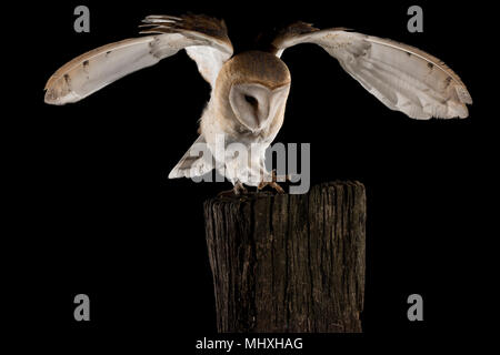 Schleiereule, im Flug von hocken auf einer Amtsleitung mit offenen Flügeln, schwarzer Hintergrund, Tyto alba Stockfoto
