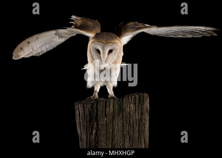 Schleiereule, im Flug von hocken auf einer Amtsleitung mit offenen Flügeln, schwarzer Hintergrund, Tyto alba Stockfoto