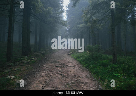 Ländliche Straße durch den Wald an einem nebligen Morgen. Stockfoto