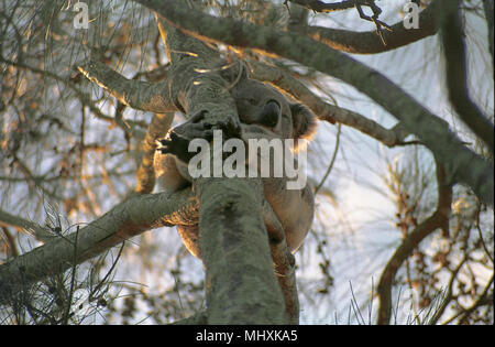 Koala (Phascolarctos Cinereus) sitzt auf einem Ast ein Eukalyptus, Lemon Tree Passage, Port Stephens, NSW, Australien Stockfoto