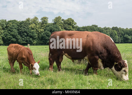 Hereford Hereford Rind und Kalb Beweidung in ein Feld in Cumbria. Stockfoto