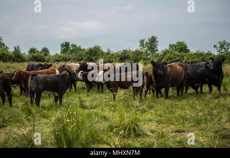 Galloway Kühen mit gekreuzten Saugkälber Beweidung auf ertragsarme Weiden in Cumbria. Stockfoto