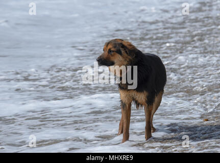 West wittering, einen Hund am Strand genießen Sie die Wellen Stockfoto