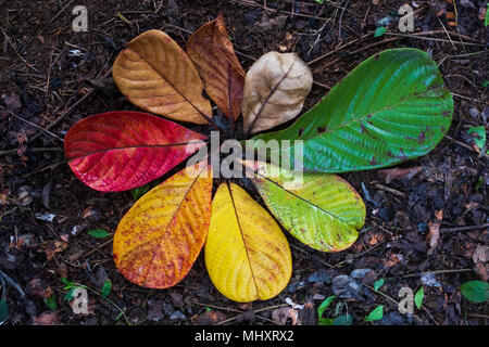 Herbst Ahorn Blatt Übergang und Variation Konzept für Herbst und Wechsel der Jahreszeit Stockfoto