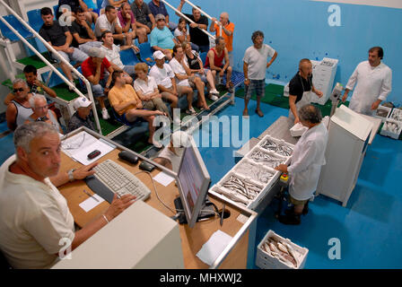 Anzio, Rom. Versteigerung von Fisch in kooperative der Fischer. Italien. Stockfoto