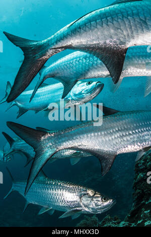 Unterwasser Schoß der großen Tarpon Fische sammeln, Quintana Roo, Mexiko Stockfoto