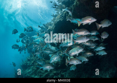 Unterwasser Schuß von Red Snapper shoal sammeln, um sich zu paaren, Quintana Roo, Mexiko Stockfoto