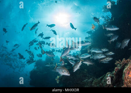 Unterwasser Schuß von Red Snapper shoal sammeln, um sich zu paaren, Quintana Roo, Mexiko Stockfoto