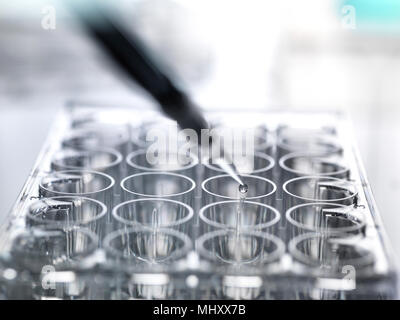 Pipettieren Wissenschaftler Probe in a multi-well Platte bei einem Experiment im Labor Stockfoto