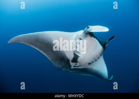 Riesigen ozeanischen Manta Ray, Revillagigedo, Tamaulipas, Mexiko Stockfoto