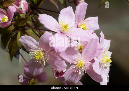 Rosa Blüten der Laubbäume, späten Frühling blühende Kletterpflanze, Clematis montana 'Elizabeth' Stockfoto