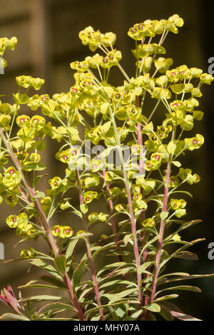 Dunkle Augen, gelbe Blumen und bunte Laub der immergrünen Wolfsmilch, Euphorbia × Martini' Ascot Rainbow' Stockfoto