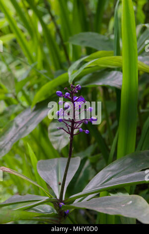 Blue Ginger lateinischer Name dichorisandra thyrsiflora Blüte in Süd- und Mittelamerika Stockfoto