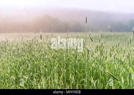 Ein nebeliger Morgen im Frühjahr Weizenfeld, Kiew, Ukraine. Stockfoto