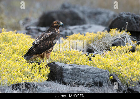 Galapagos Falken (Buteo galapagoensis) auf Felsen, Espanola Island, Galapagos, Ecuador Stockfoto