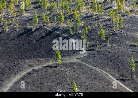 Vulkanische Landsscape rund um den Vulkan Teide auf Teneriffa, Kanarische Inseln Stockfoto