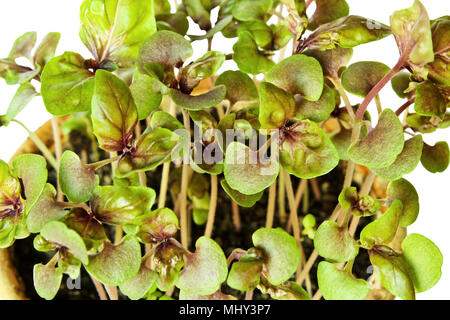 Ocimum basilicum. Einen Topf Basilikum Sämlinge closeup auf einem weißen Hintergrund. Stockfoto