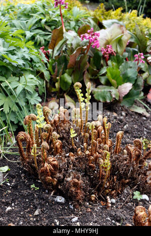 DRYOPTERIS FILIX-MAS. Schilde FERN Stockfoto