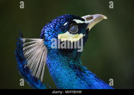 Pfauen und Enten Stockfoto