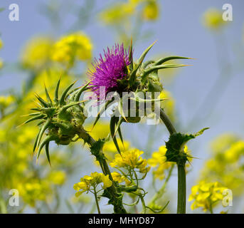 Florale Staats Mariendistel, gelbe Wildblumen und blauen Himmel im Hintergrund Stockfoto