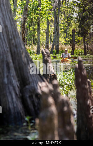 LaPlace, Louisiana - Al Cholger nimmt an einem Kajak Tour von Shell Bank Bucht in der Nähe von New Orleans. Die "Knie" einer Zypresse Baum im Vordergrund Stockfoto