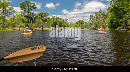 LaPlace, Louisiana - Eine ökologische Kayak Tour in den Maurepas Swamp Wildlife Management Area in der Nähe von New Orleans. Die Tour wurde von Louisiana organisierte Stockfoto