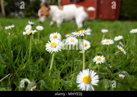 Nahaufnahme der Gänseblümchen im Garten im Frühling mit Hund im Hintergrund Stockfoto