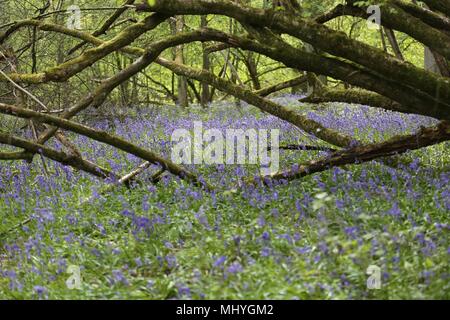 Bluebell Woods, Peasemore Dorf, Berkshire, England von Malcolm Buckland. Design Elf Stockfoto