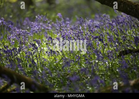 Bluebell Woods, Peasemore Dorf, Berkshire, England Stockfoto