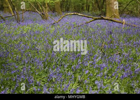 Bluebell Woods, Peasemore Dorf, Berkshire, England Stockfoto