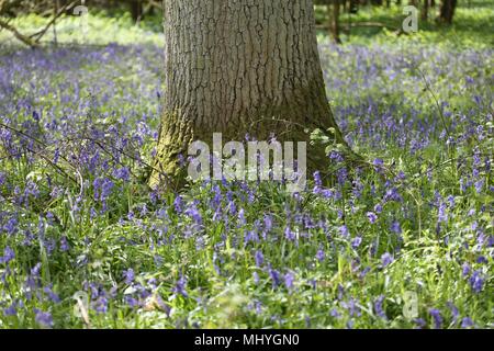 Bluebell Woods, Peasemore Dorf, Berkshire, England Stockfoto