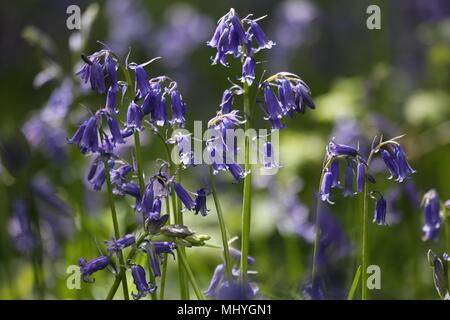 Bluebell Woods, Peasemore Dorf, Berkshire, England Stockfoto