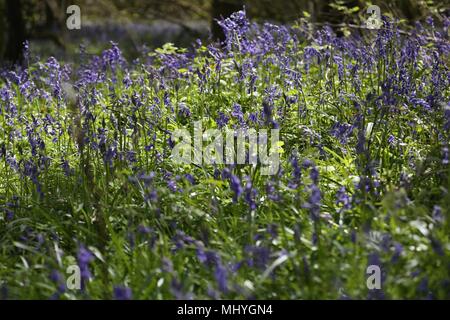 Bluebell Woods, Peasemore Dorf, Berkshire, England Stockfoto