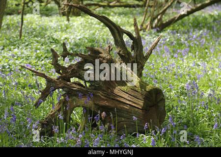 Bluebell Woods, Peasemore Dorf, Berkshire, England Stockfoto