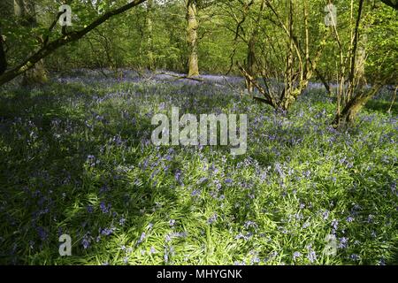 Bluebell Woods, Peasemore Dorf, Berkshire, England Stockfoto