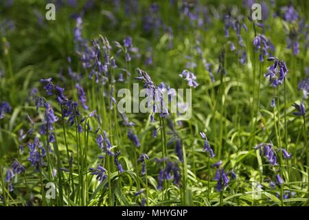 Bluebell Woods, Peasemore Dorf, Berkshire, England Stockfoto