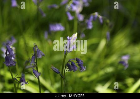 Bluebell Woods, Peasemore Dorf, Berkshire, England Stockfoto