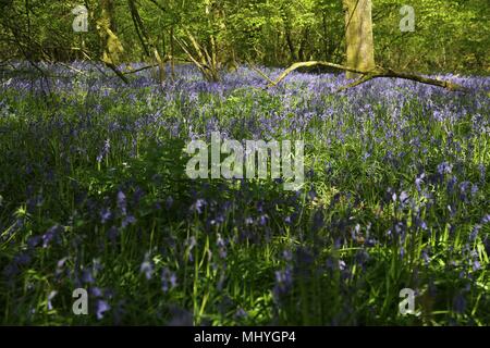 Bluebell Woods, Peasemore Dorf, Berkshire, England von Malcolm Buckland. Design Elf Stockfoto