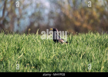 Europäischen Starling lugt aus Gras (Sturnus vulgaris) Stockfoto