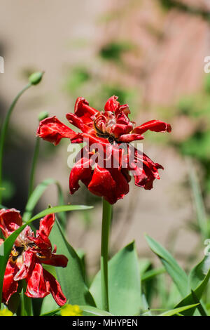 Blasse helle rote Tulpe (Tulipa) Stockfoto